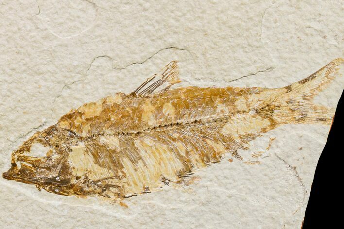 Fossil Fish (Knightia) - Wyoming #159552